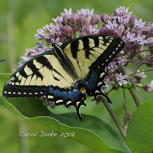 Tiger Swallowtail