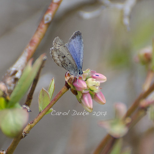 Spring Azure
