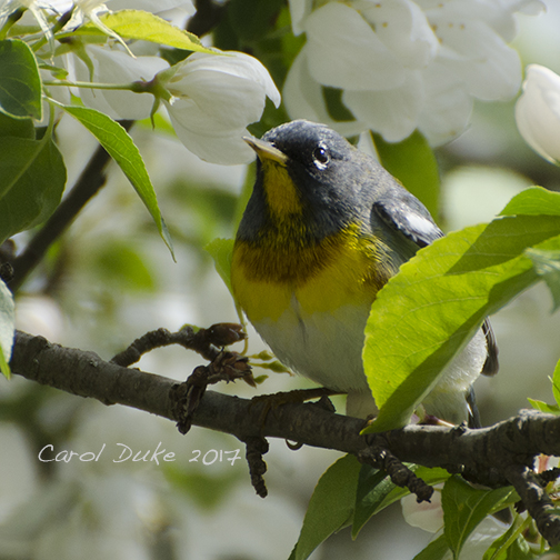 Northern Parula