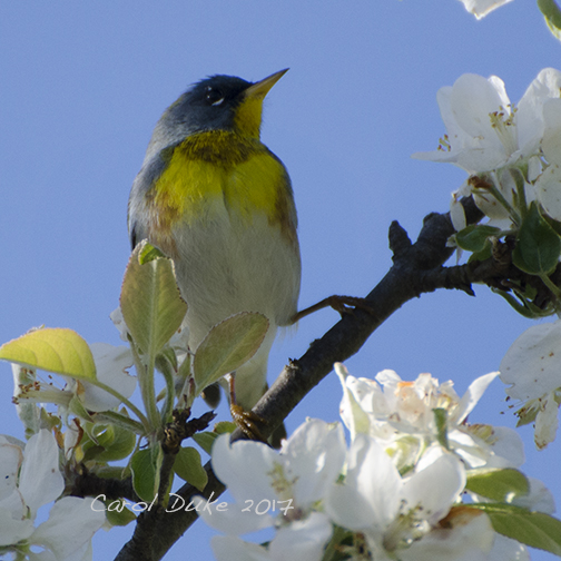 Northern Parula