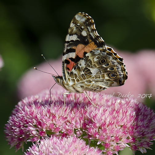 Painted Lady