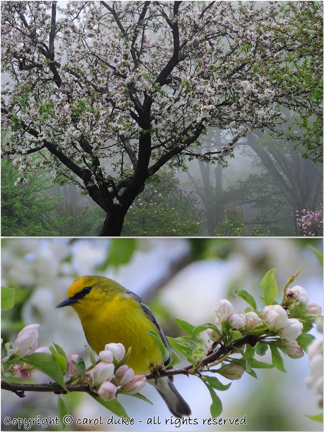 1 Blue-winged Warbler & Apple Mist