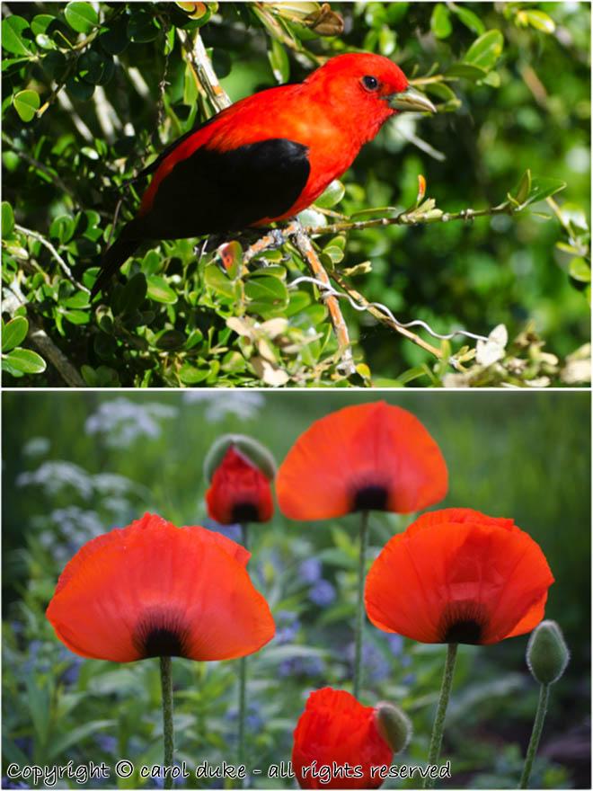 1 Scarlet Tanager & Poppies