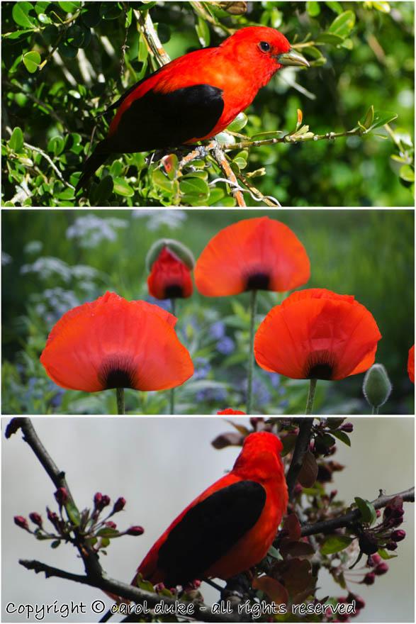 2 Scarlet Tanager & Poppies