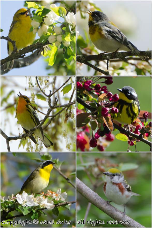 6 Warblers