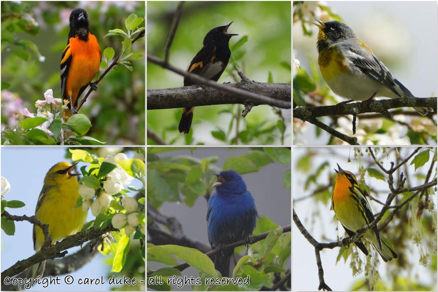 A Chorus of Passerines