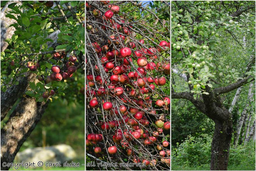 Apple Abundance Trees