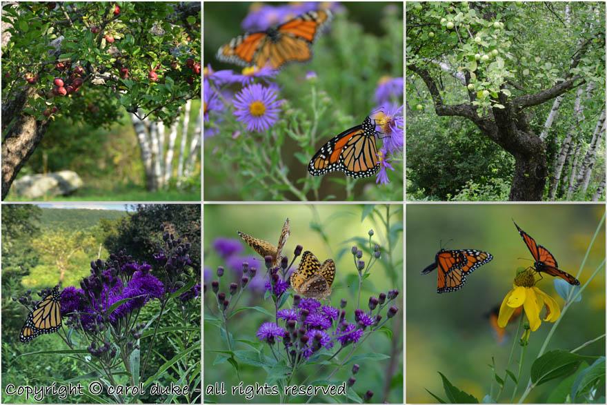 Apple Fruit & Butterflies