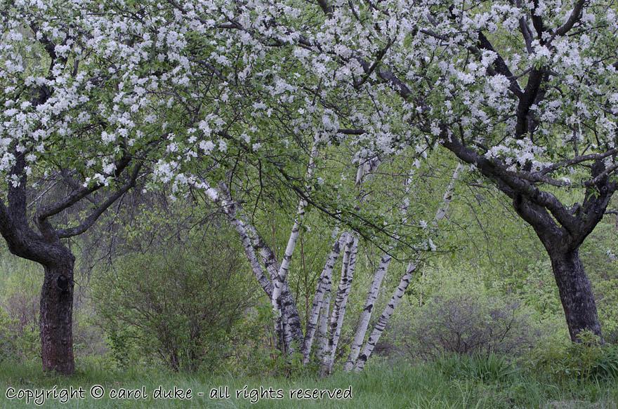 Apple Gateway Blooming