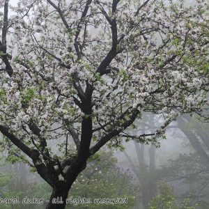 Fine Art Prints