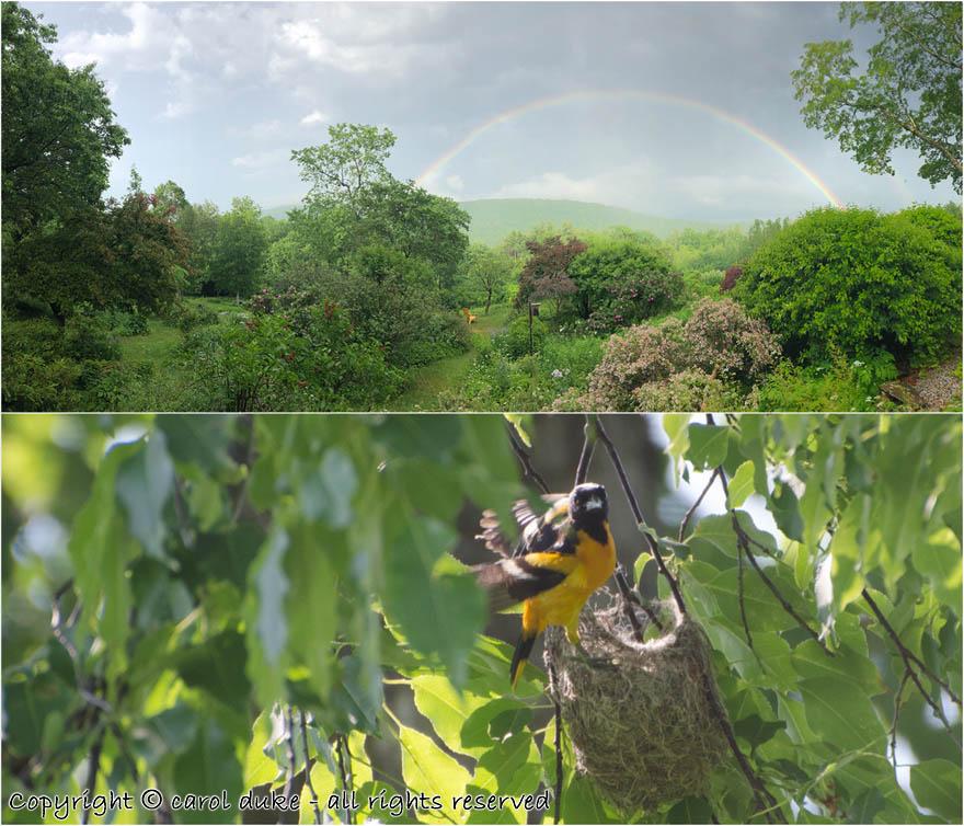 Baltimore Oriole Nest & Rainbow