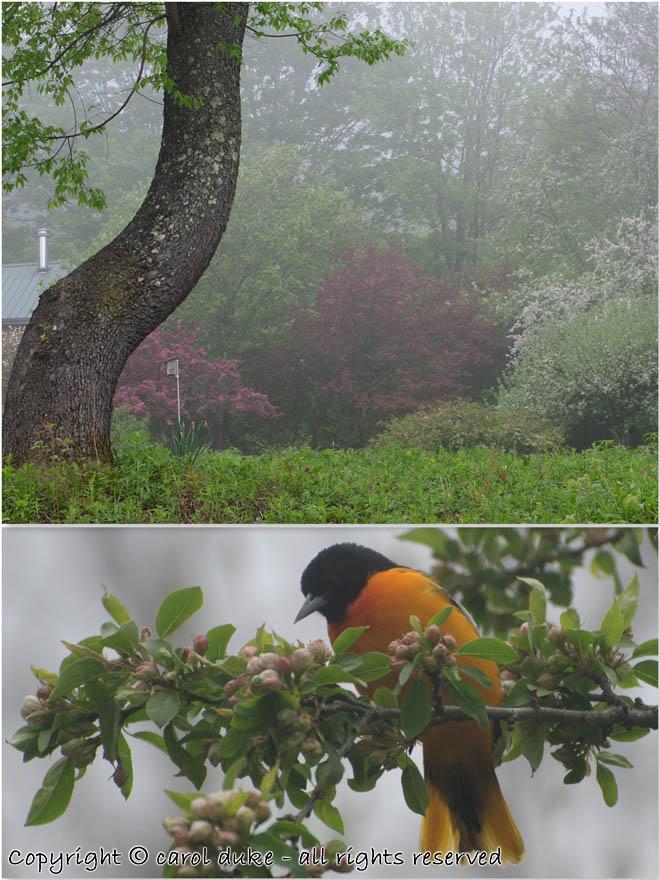 Black Cherry & Baltimore Oriole