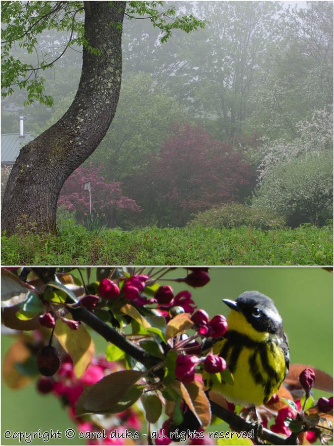 Black Cherry & Magnolia Warbler
