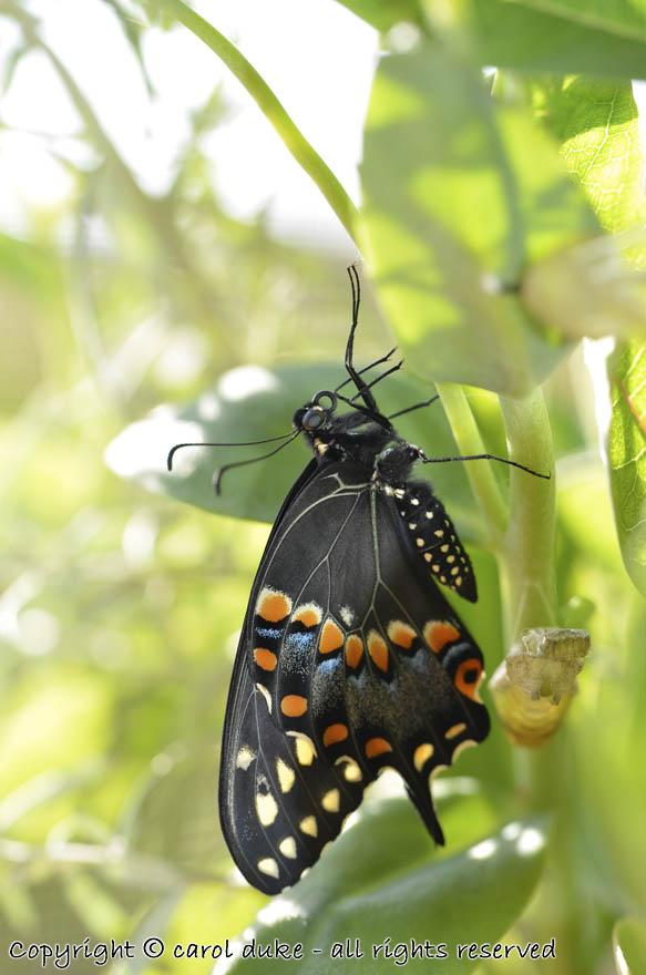 Black Swallowtail