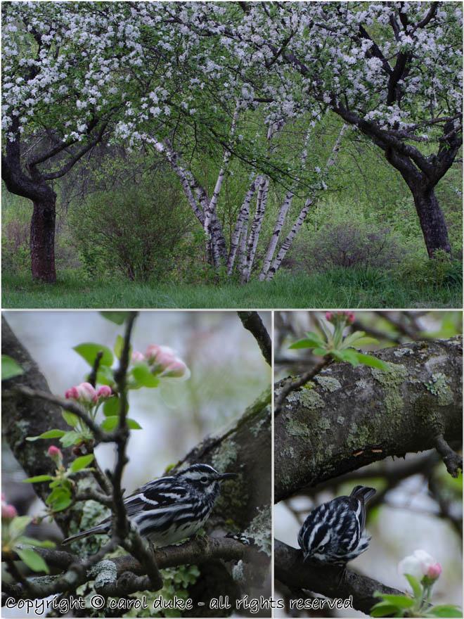 Black-and-white Warbler