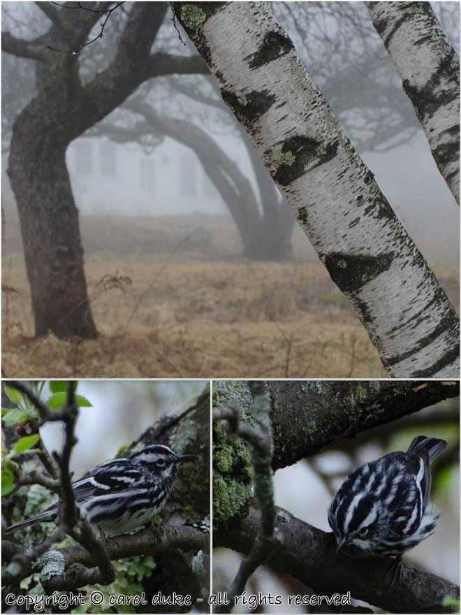 Black-and-white Warblers & dormant Apples Birch