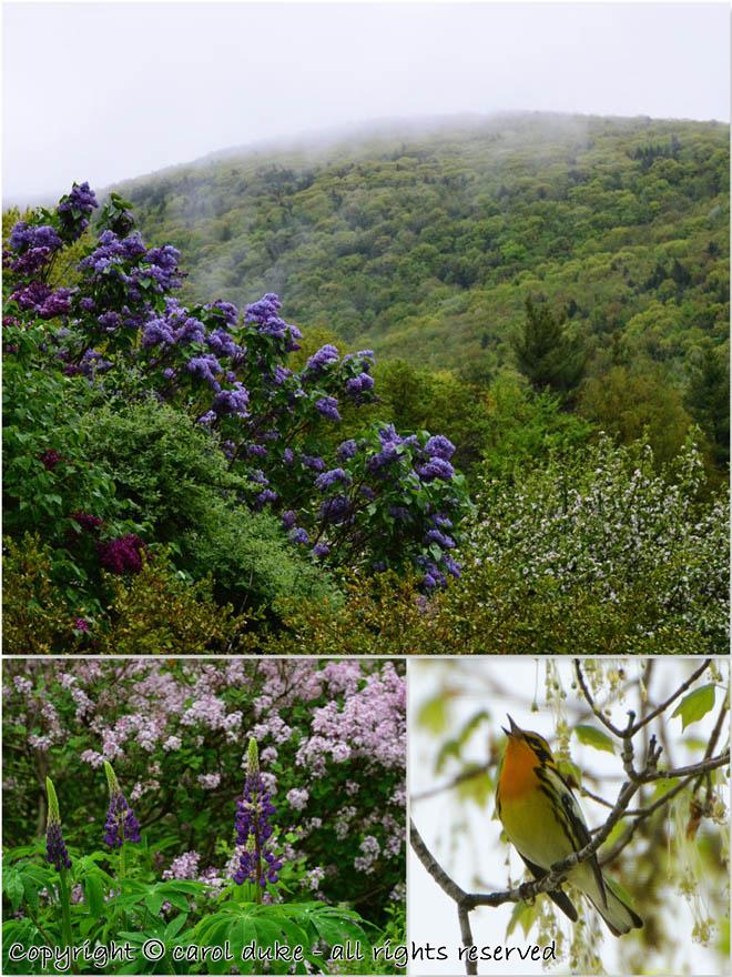 Blackburnian Warbler Lilac & Carey Hill Mist