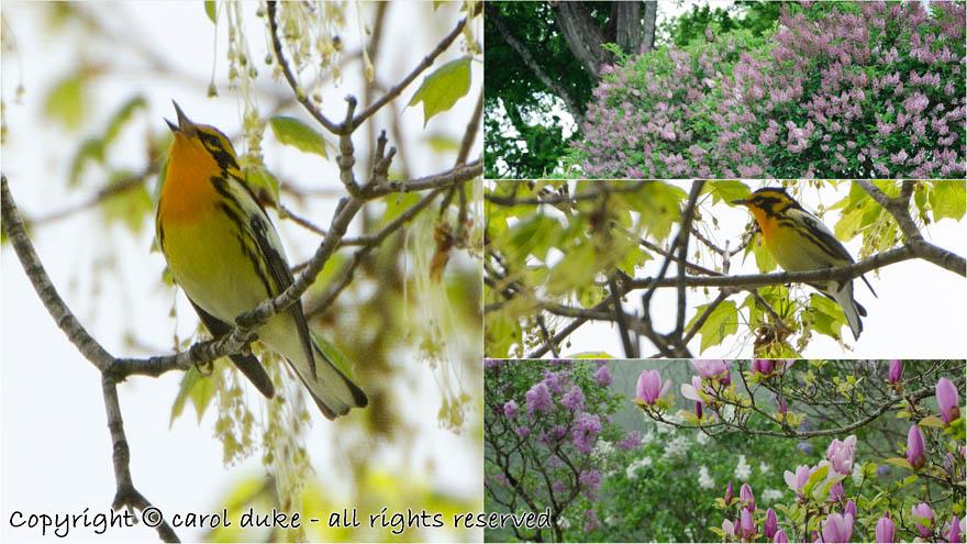 Blackburnian Warblers Magnolia & Lilac