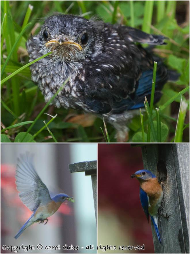 Blue Birds Fledgling
