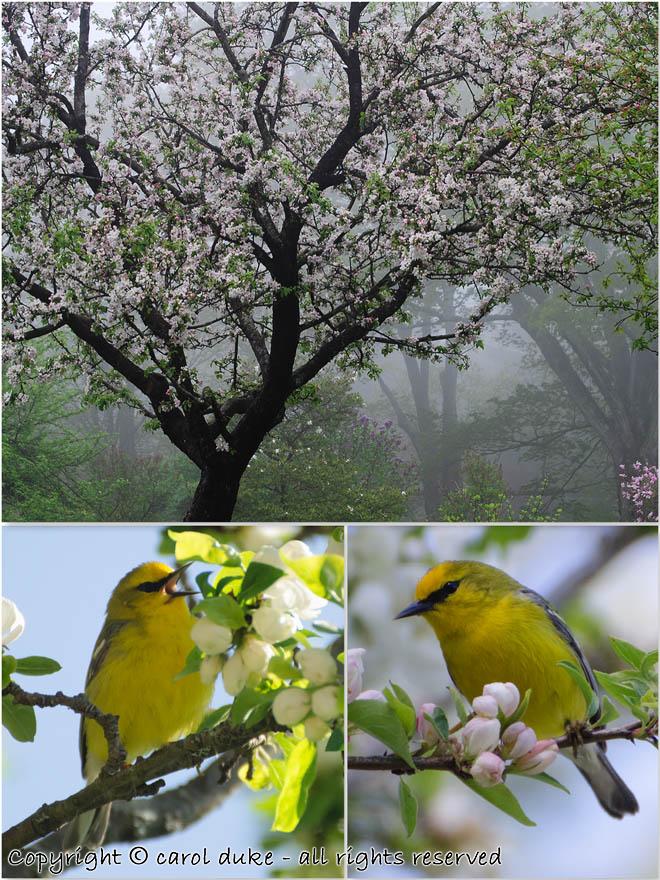 Blue-winged Warbler & Apple Mist
