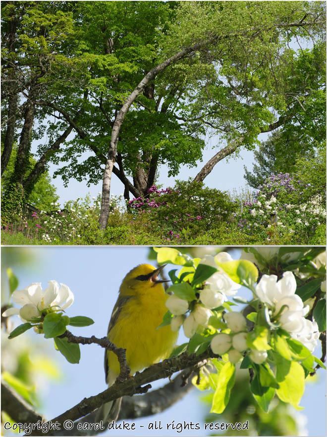 Blue-winged Warbler & Upper Garden