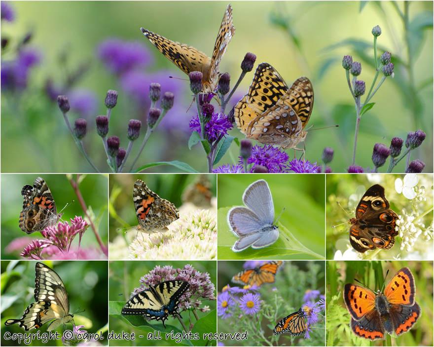 Butterfly Collection 2