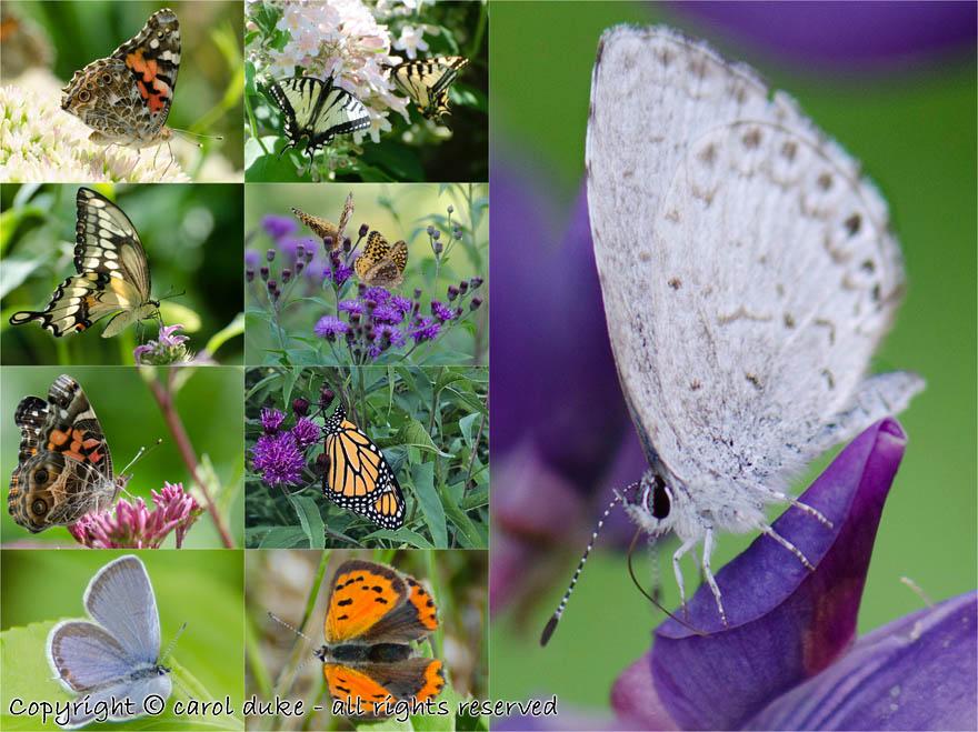 Butterfly Collection