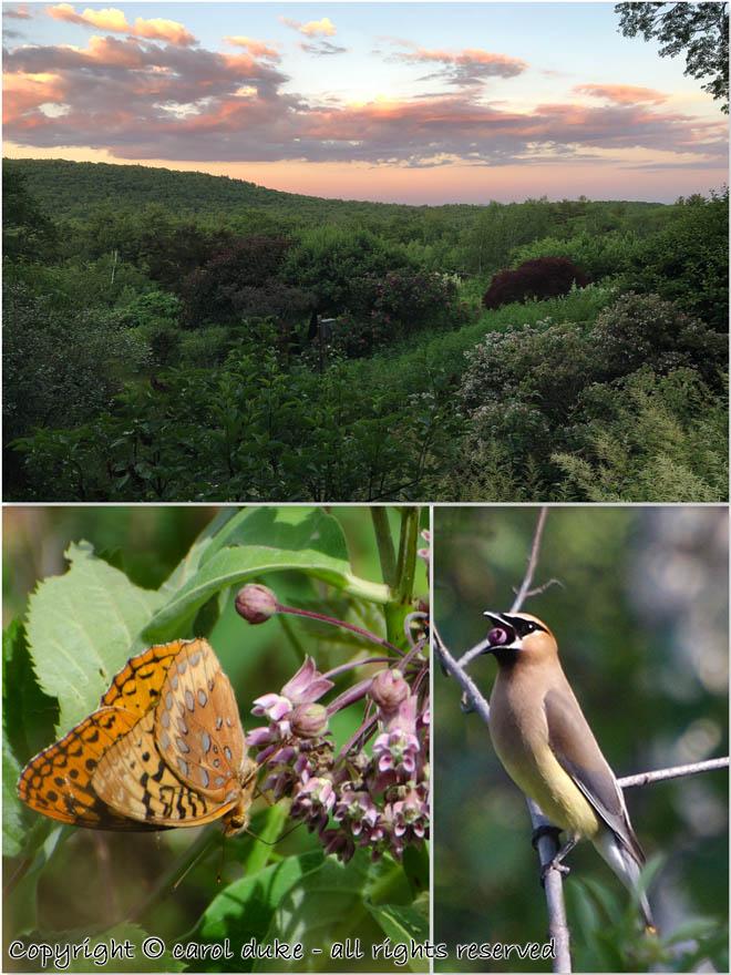 Cedar Waxwing & Fritillary Butterfly