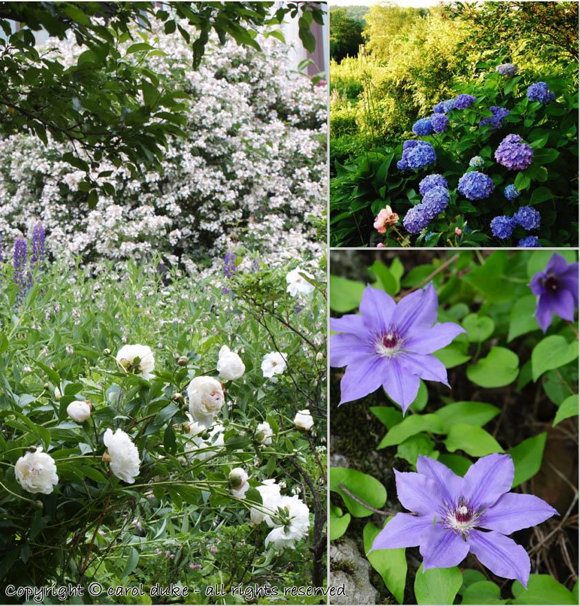 Clematis Blue Hydrangea