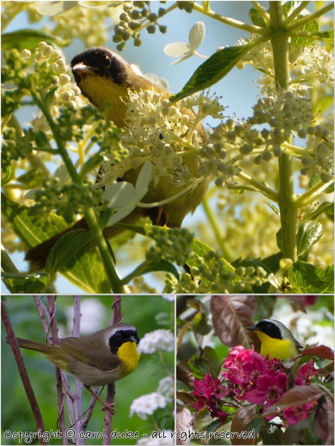 Common Yellowthroat Trio