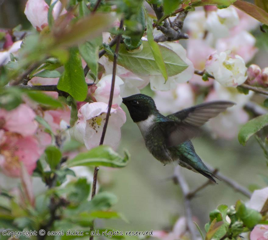 DSC_3389 Ruby-throated Hummingbird Quince