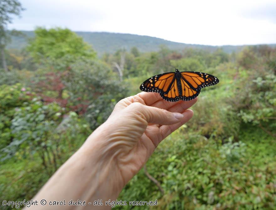 DSC_6282 Releasing Monarch Butterflies