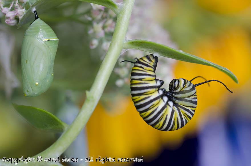 DSC_6710 Raising Monarch Butterflies