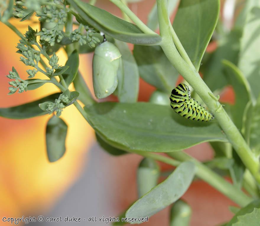 DSC_7170 Monarch Chrysalis