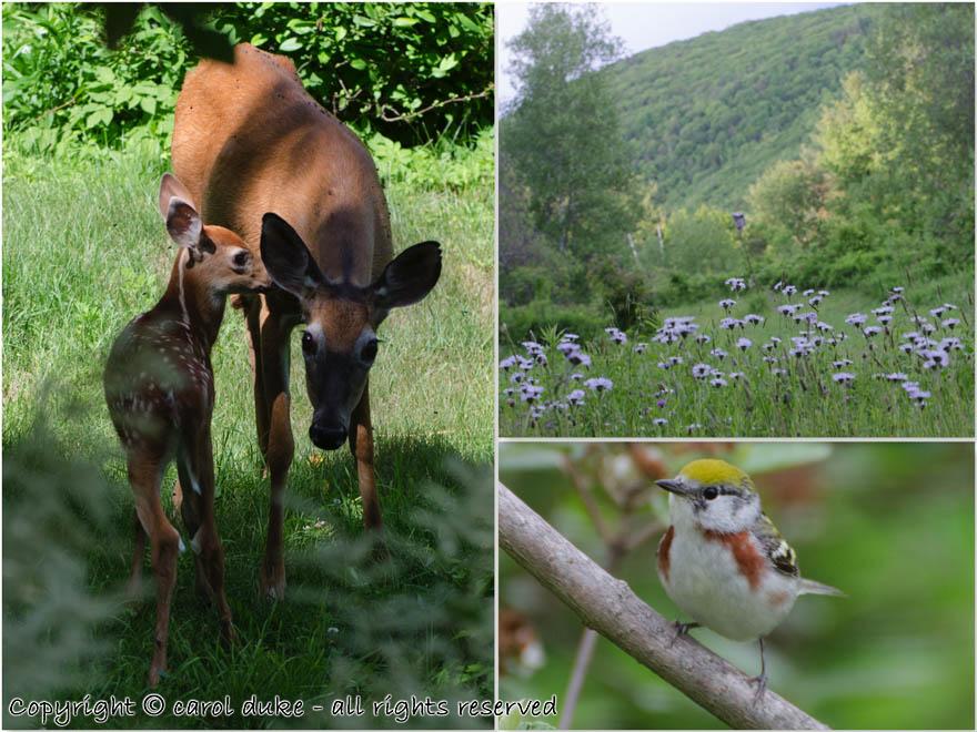 Doe and Fawn & Chestnut-sided Warbler
