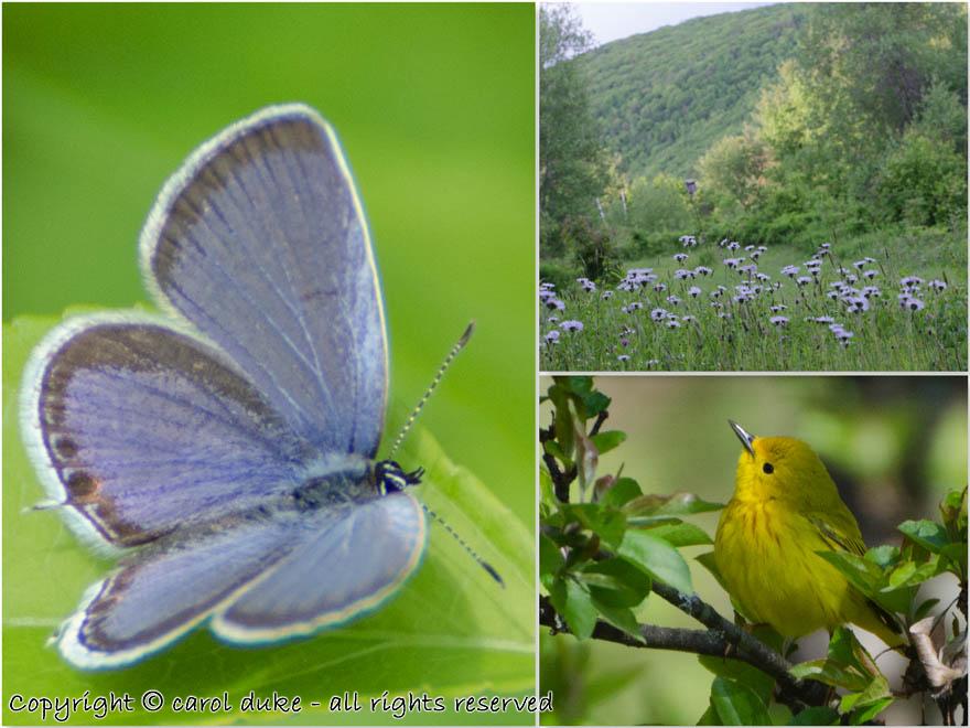 Eastern Tailed-Blue Yellow Warbler & South Field