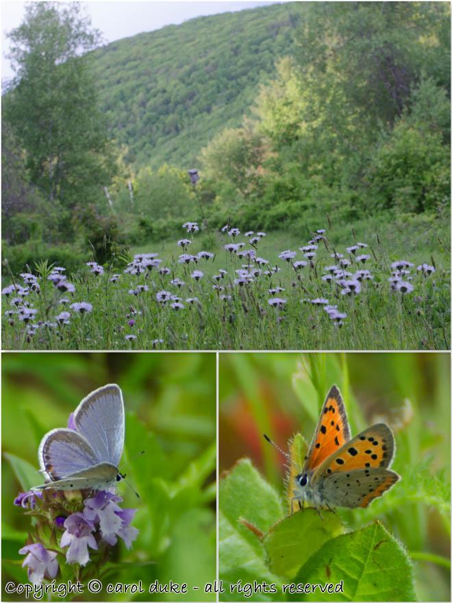 Eastern-tailed Blue & American Copper