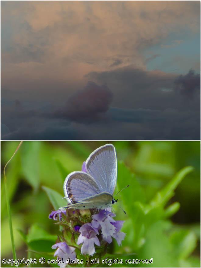 Eastern-tailed Blue & Pastel Sky