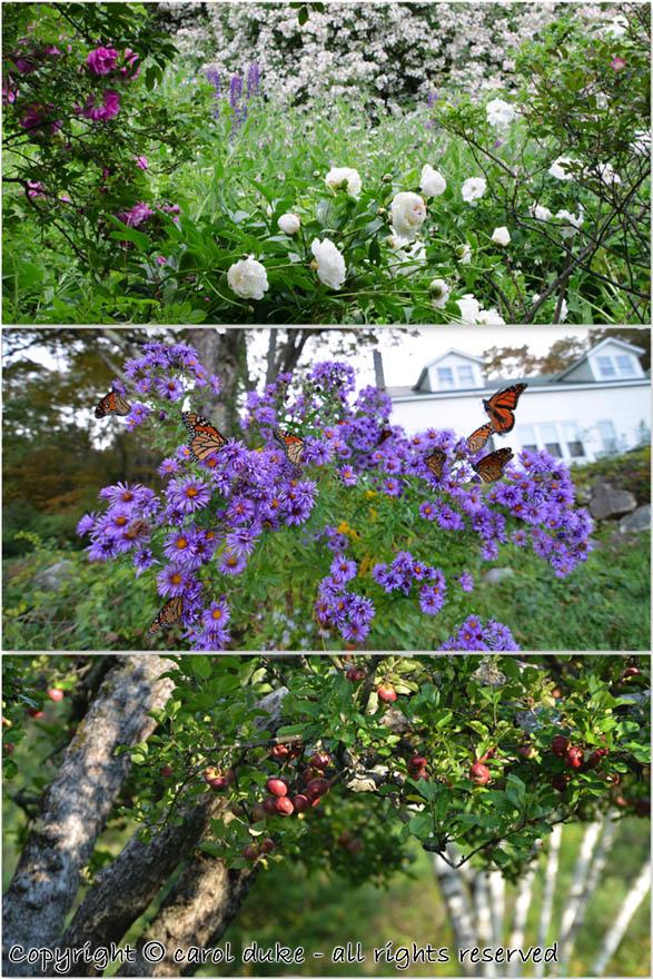 Garden Apples Asters & Monarch Butterflies