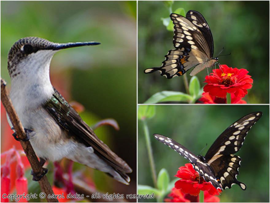 Hummingbird & Giant Swallowtail