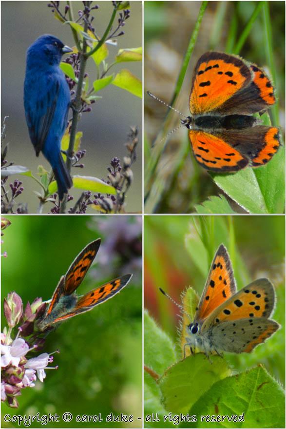 Indigo Bunting & American Copper