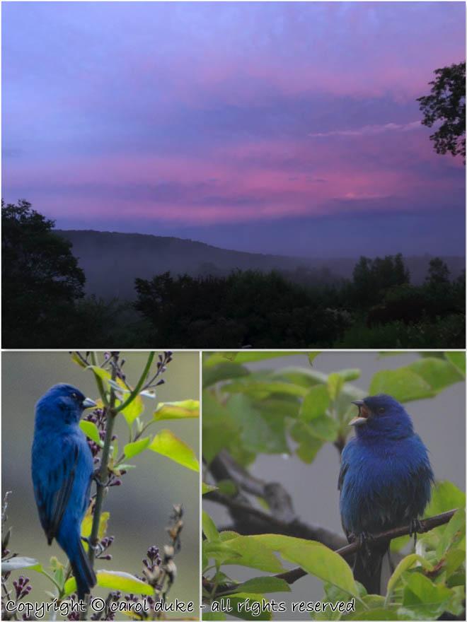 Indigo Buntings Sunset