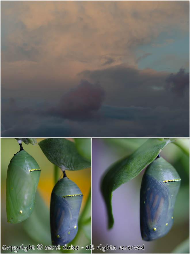Monarch Chrysalis & Pastel Sky