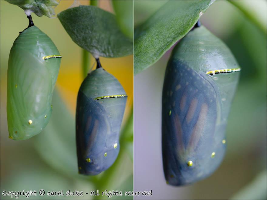 Monarch Chrysalis