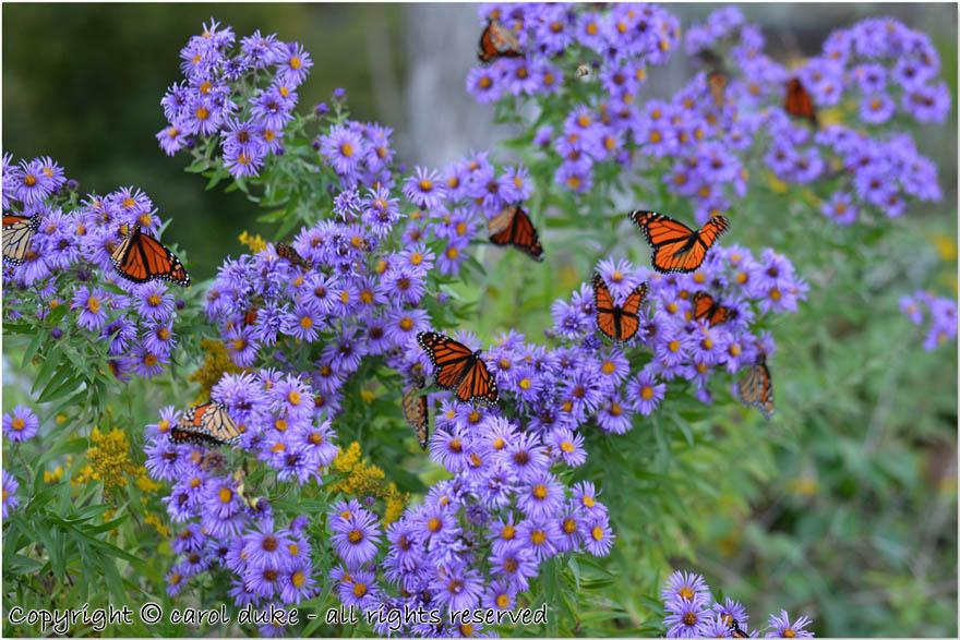 Monarch Migration