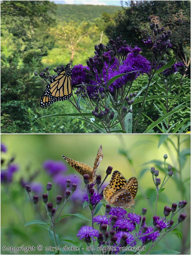 Monarch and Fritillary