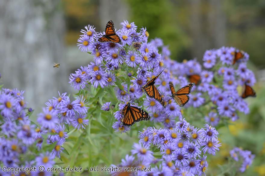 Monarchs in New England Asters 2