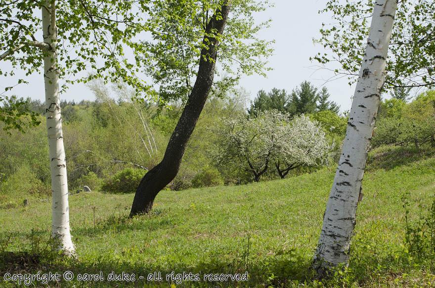 North Field Black Cherry & Birch