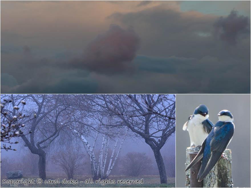 Pastel sky Apple Gateway Dusk Mist & Tree Swallows