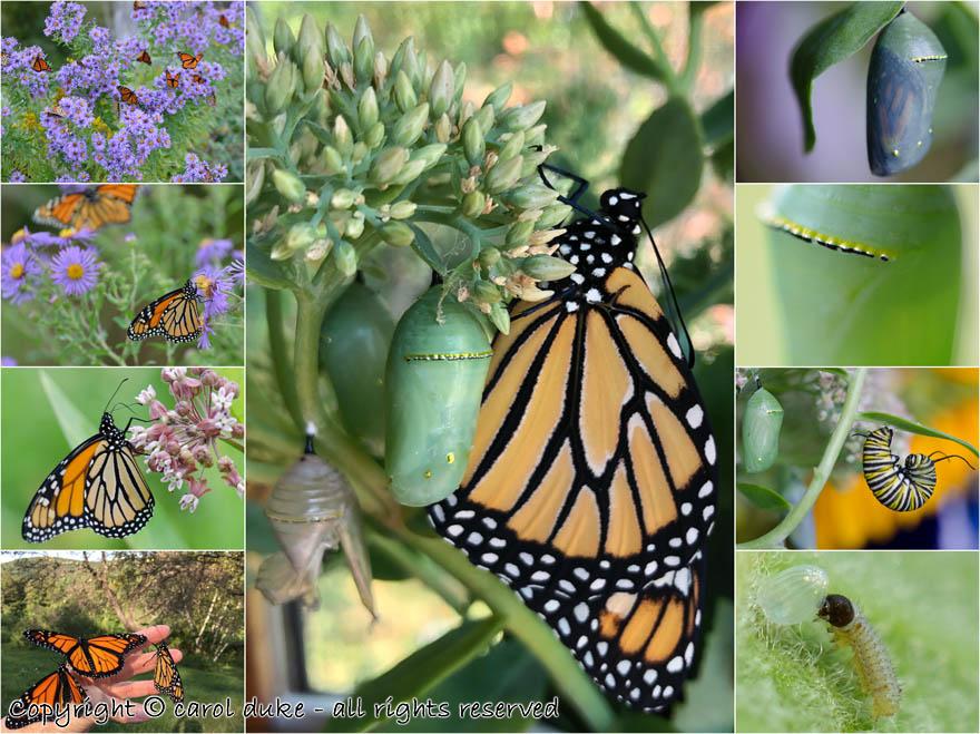Raising & Releasing Monarch Butterflies